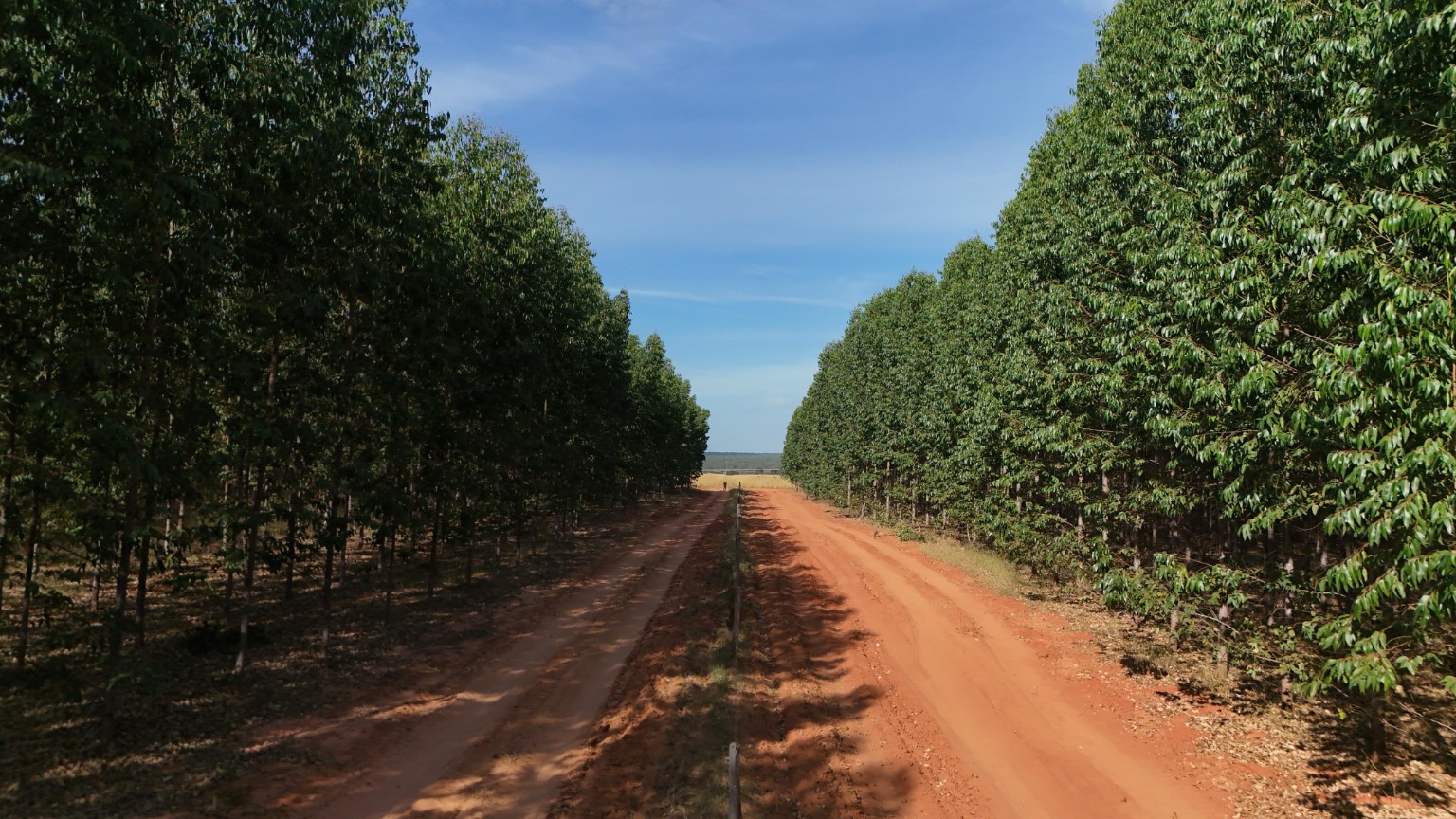 Estrada interna entre áreas de eucalipto