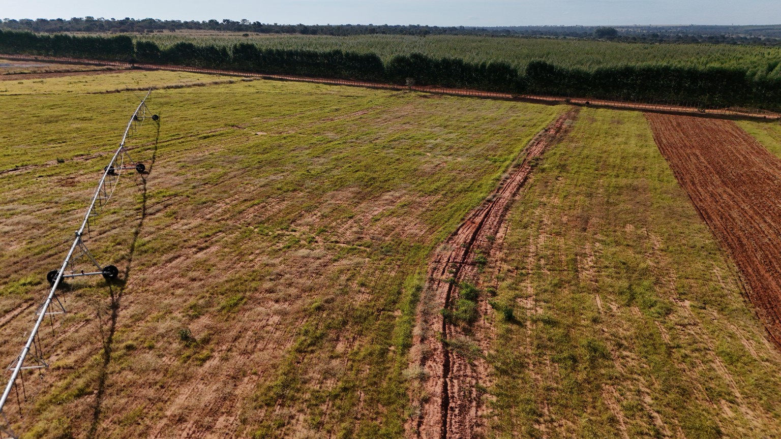 Área de 40 hectares irrigada por pivô central