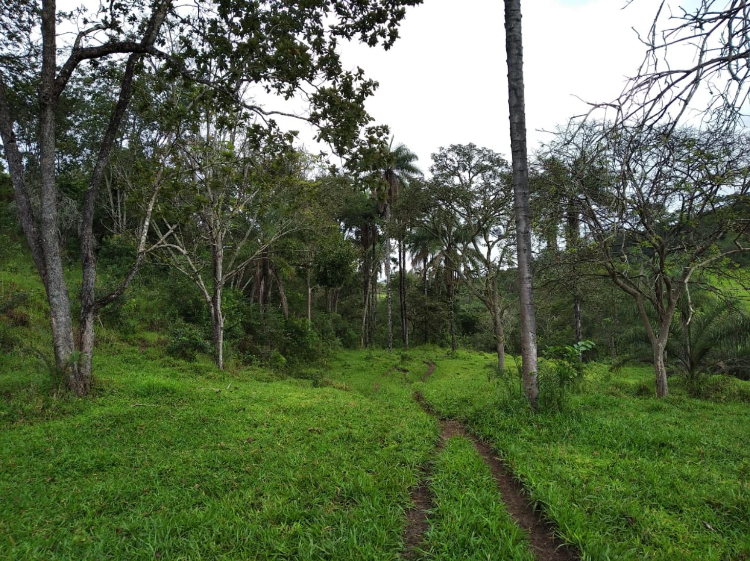 Área de cultura e vegetação da fazenda